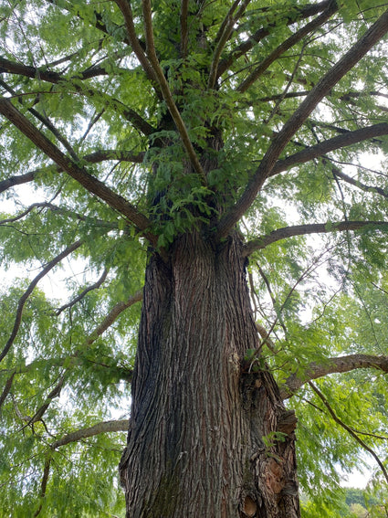 Watercipres - Metasequoia glyptostroboides