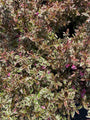 Weigela-Florida-monet-haag-Bonte-Weigelia-struik.jpg