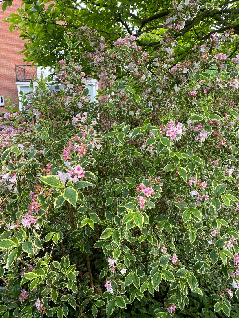 Weigela-Florida-monet.jpg