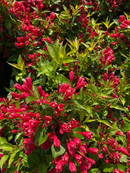 Weigela-all-summer-red.jpg