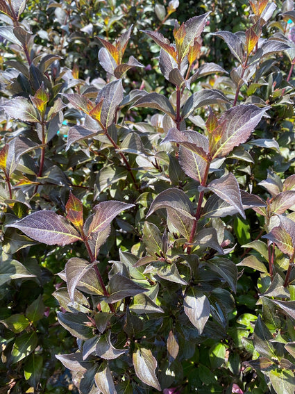 Weigelia - Weigela Floria 'Foliis purpureis'