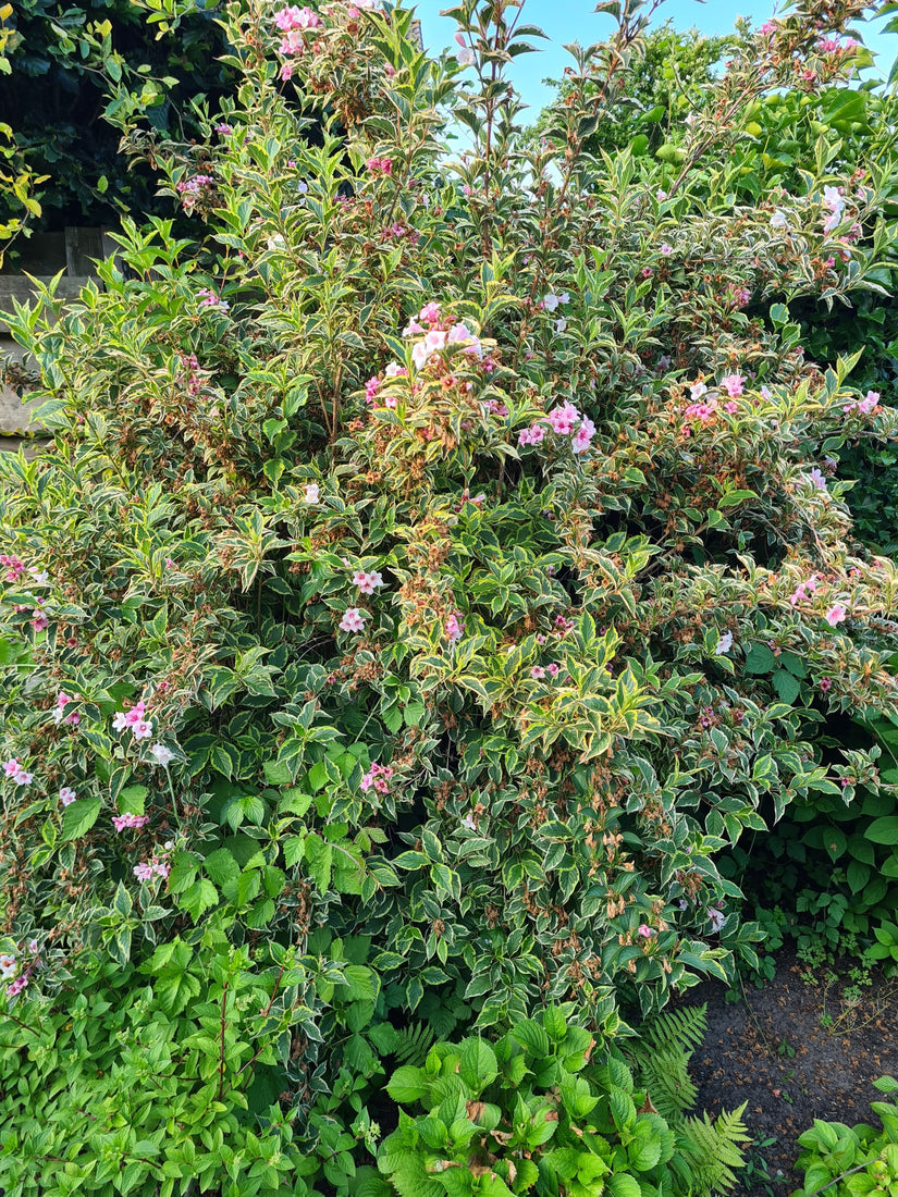 Weigelia - Weigela 