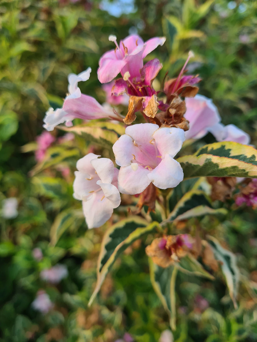 Weigelia - Weigela rosea