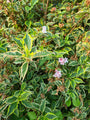 Weigelia - Weigela 