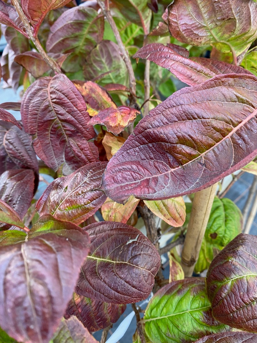 Weigelia - Weigela florida 'Wings of Fire'