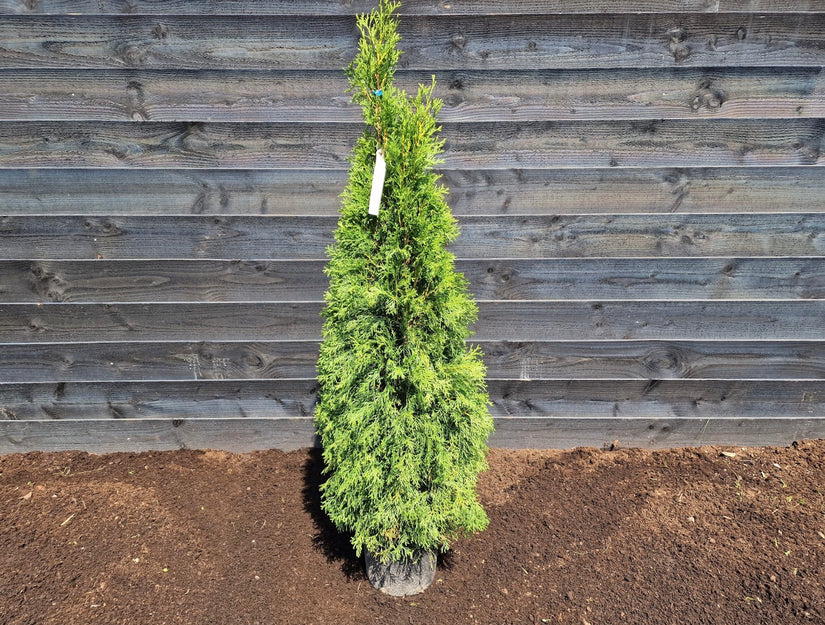 Westerse Levensboom -Thuja 120-140cm.jpg