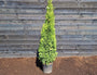 Westerse Levensboom - Thuja 160-180cm.jpg