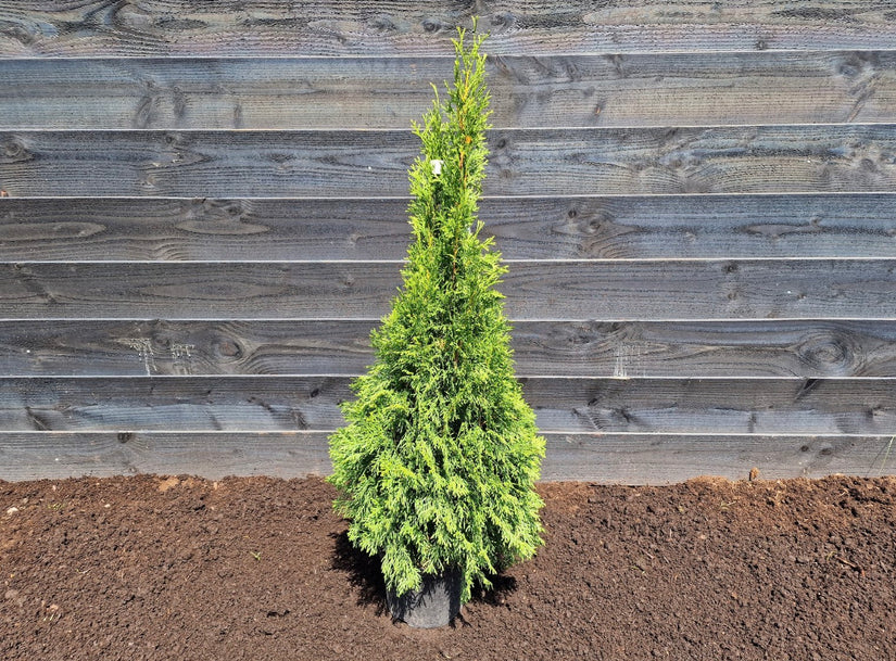 Westerse Levensboom - Thuja 'Smaragd' 80-100cm.jpg