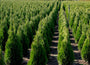 Westerse levensboom - Thuja occidentalis 'Holmstrup' vers van de kweker