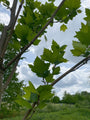 Blad Westerse plataan - Platanus occidentalis