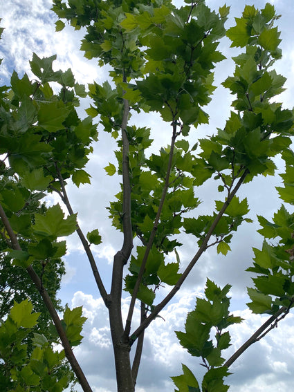 Westerse plataan - Platanus occidentalis