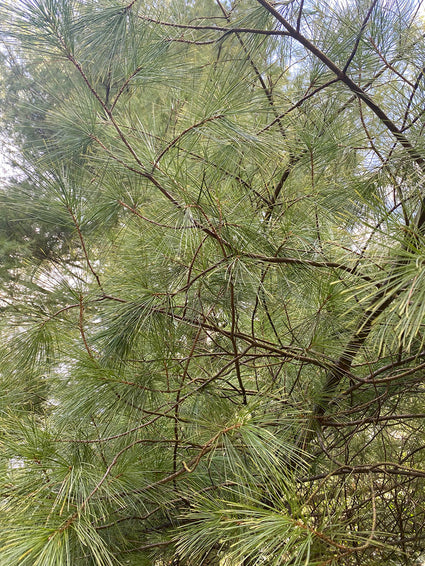 Weymouthden - Pinus strobus 'Summer Snow'