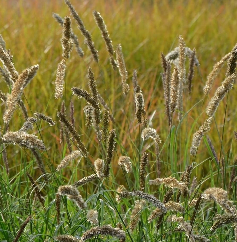 Parelgras Melica ciliata borderplant