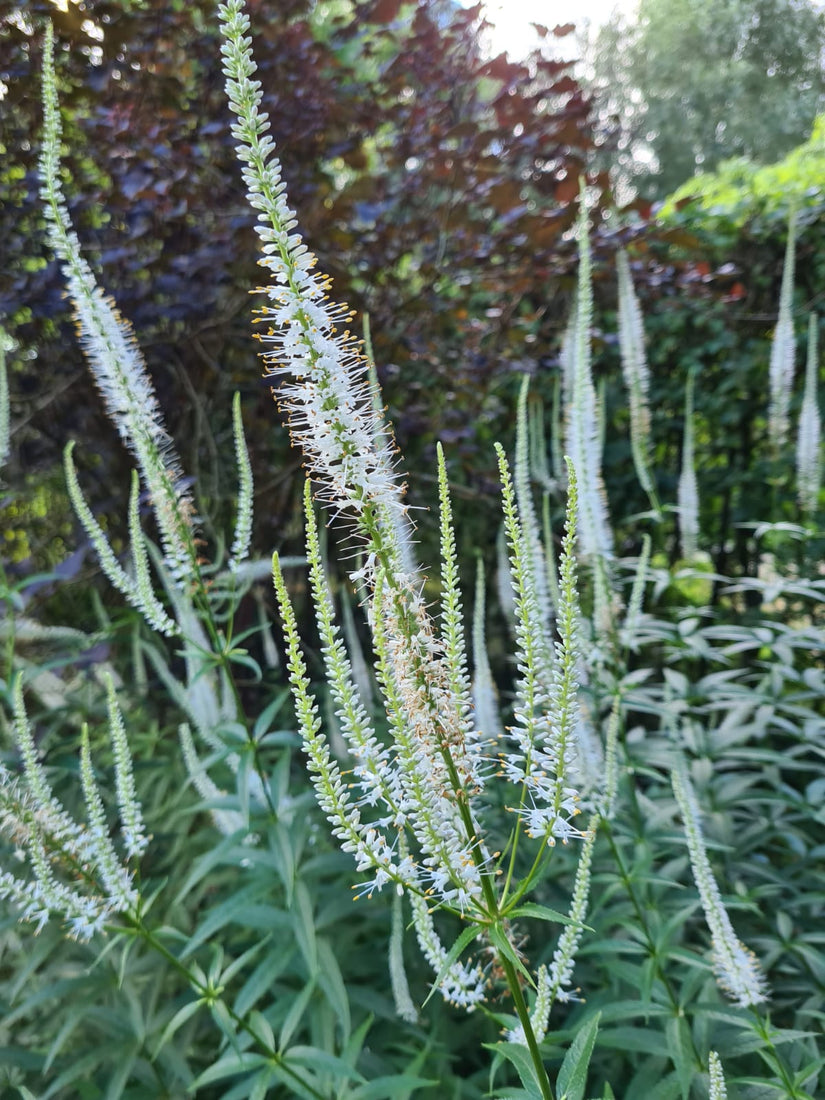 veronicastrum aanplanten in border voorbeeld