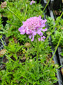 Tuinplanten roze bloeiende tuinplantenpakket border