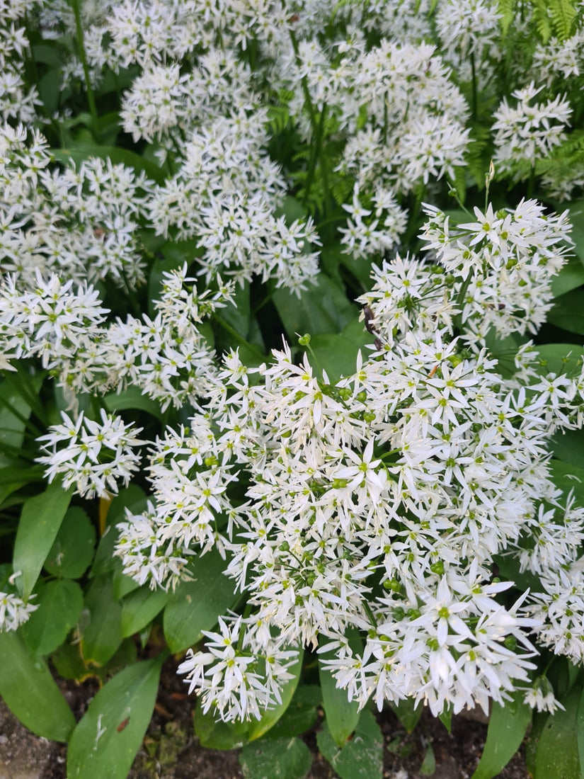 Bloemen daslook tuinplanten