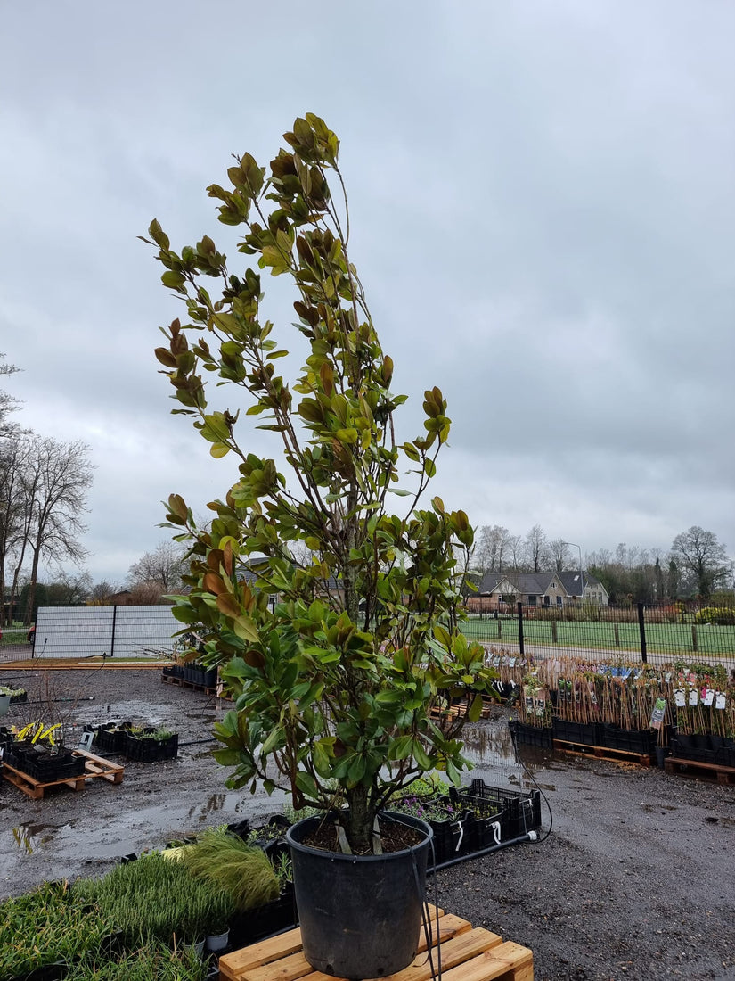 Beverboom - Magnolia grandiflora - klaar voor verzending