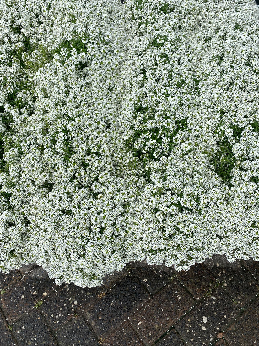 Tijm - Thymus albiflorus als bodembedekker langs een pad in de voortuin