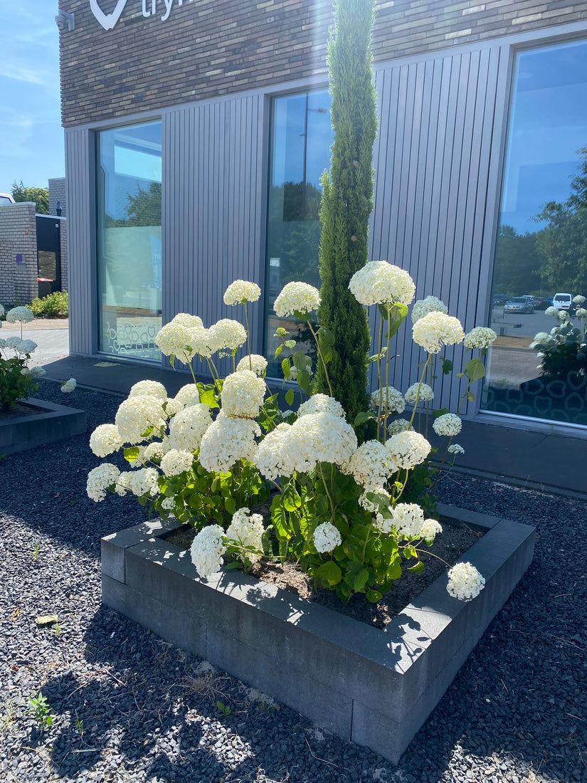 Klantfoto - Hortensia Annabelle voorbeeld eerste jaar