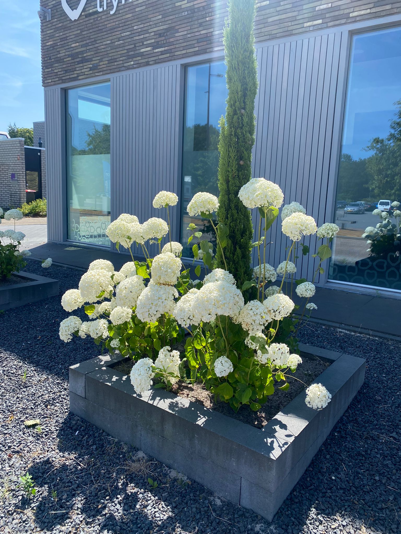Hortensie Hydrangea arborescens Strong Annabelle