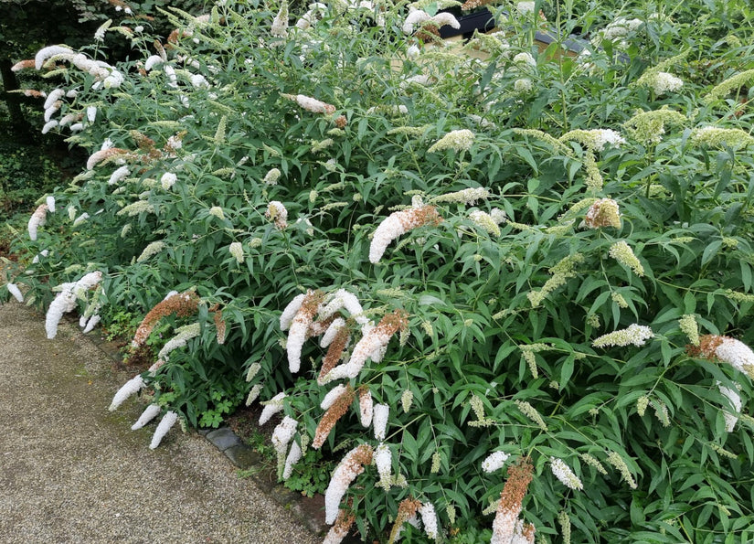 White buddleja.jpg