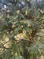 Zuilcipres / Wierook ceder - Calocedrus decurrens 'Aureovariegata'