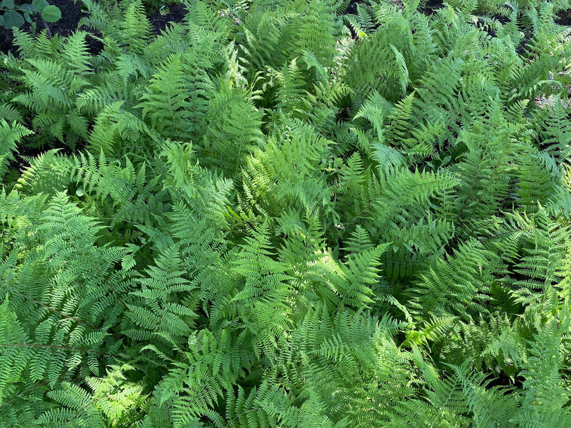 Wijfjesvaren - Athyrium filix-femina