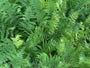 Athyrium filix-femina - Wijfjesvaren