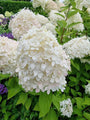 Wilde Hortensia - Hydrangea arborescens