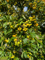 Wilde appel - Malus sylvestris