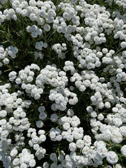 Wilde bertram - Achillea ptarmica 'The Pearl'