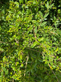 Liguster - ligustrum vulgare kleine besjes