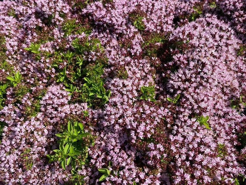  Bloei Wilde marjolein - Origanum vulgare