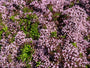  Bloei Wilde marjolein - Origanum vulgare