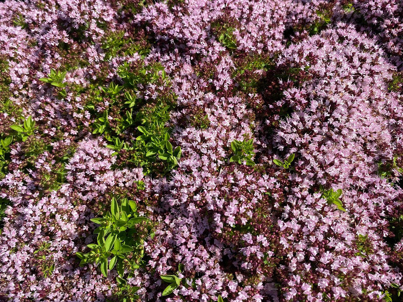 Wilde marjolein - Origanum vulgare 'Compactum'