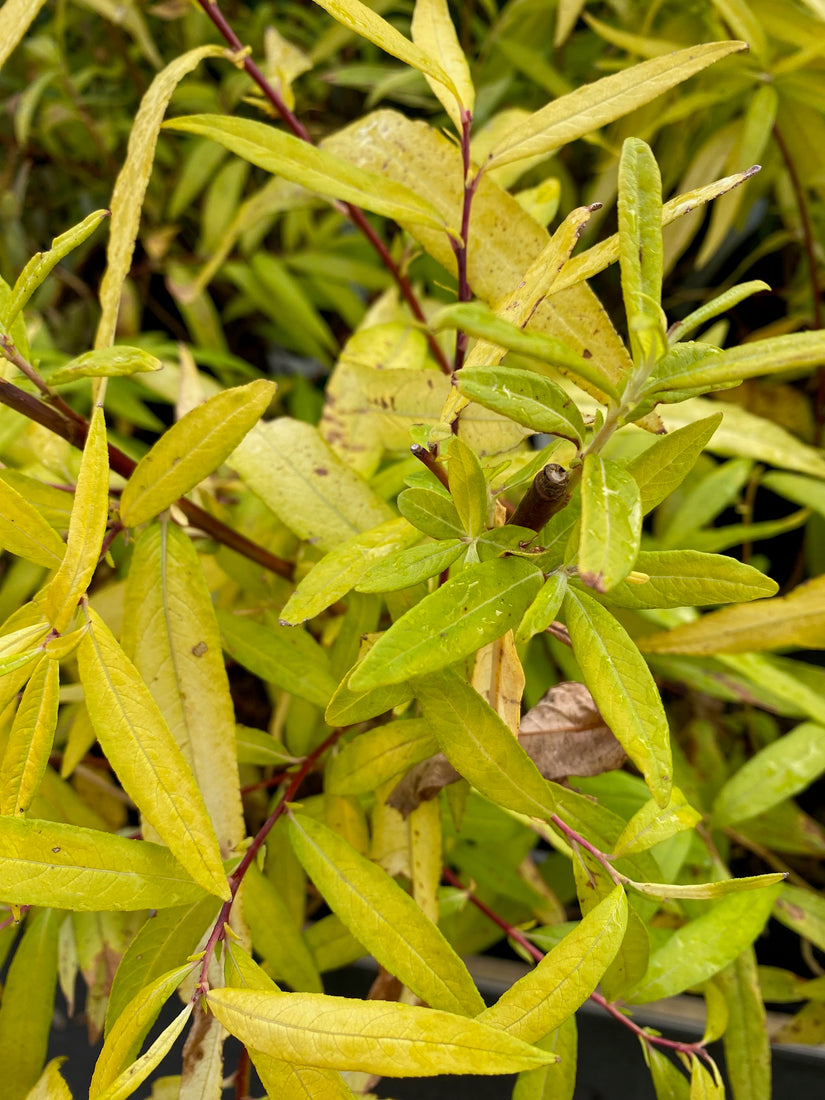 Wilg - Salix sachalinensis 'Golden Sunshine'