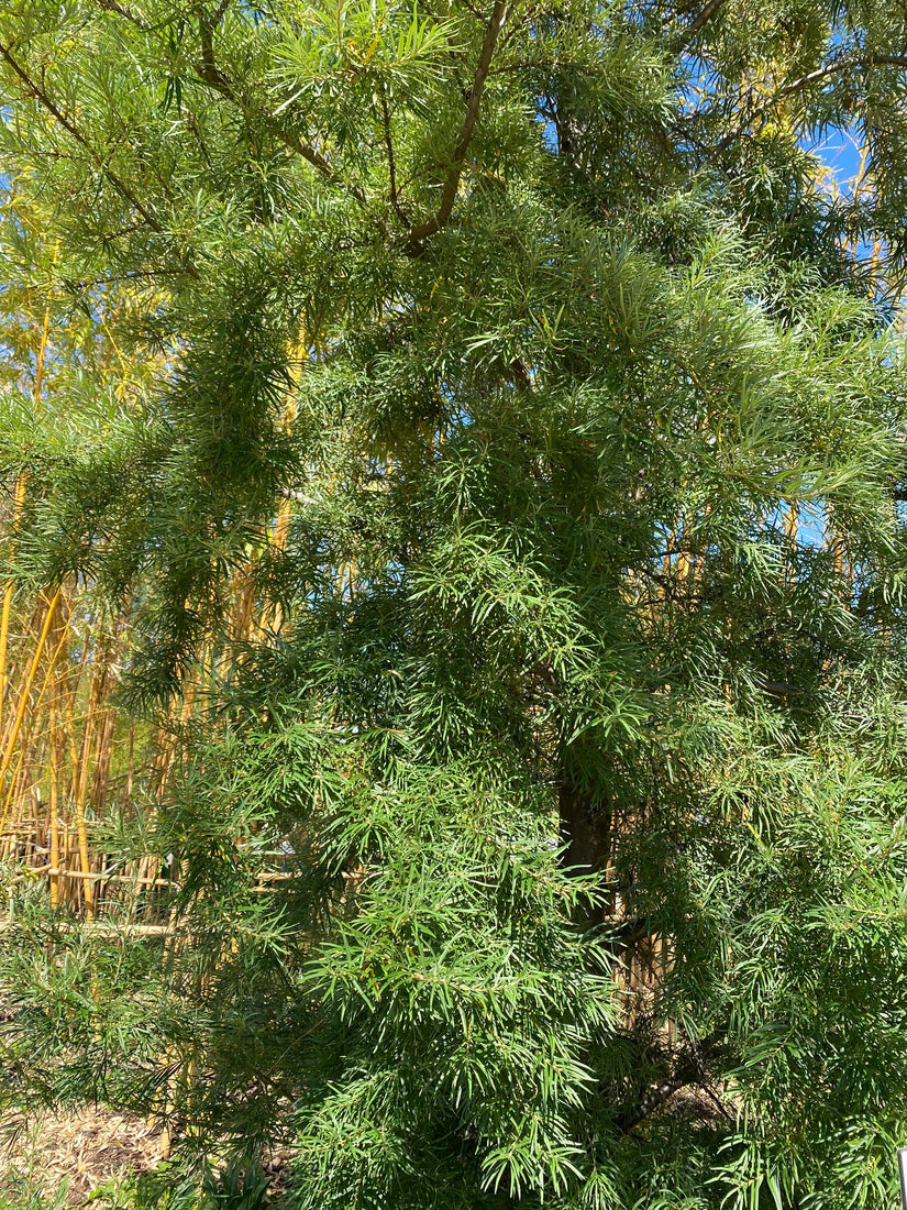 Wilgbladige duindoorn - Hippophae salicifolia 'Robert'