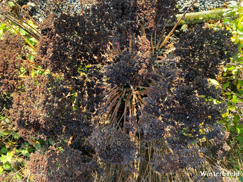 winterbeeld sedum planten