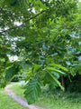 Detail Wintereik - Quercus petraea