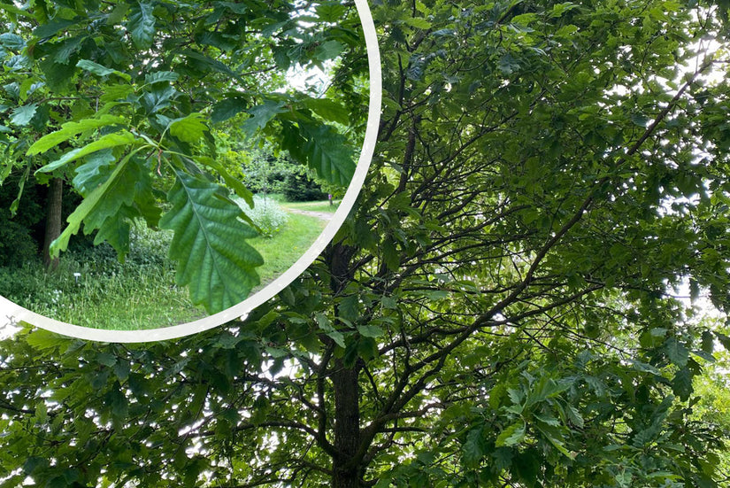 Wintereik - Quercus petraea met detail blad