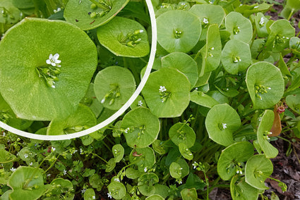 Winterpostelein - Claytonia perfoliata