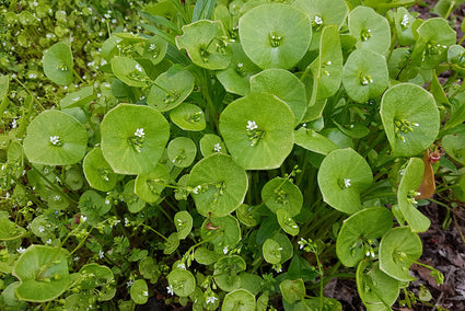 Winterpostelein - Claytonia perfoliata in bloei