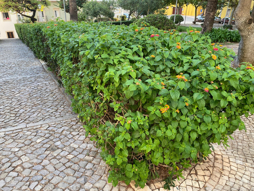 Wisselbloem - Lantana camara