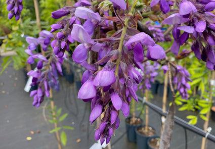 Blauwe regen - Wisteria brachybotrys 'Iko Yama Fuji'