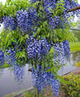 Blauweregen - Wisteria floribunda 'Blue Moon'