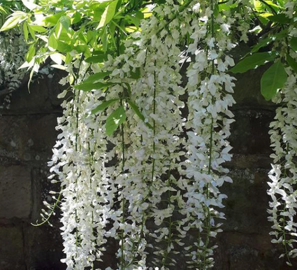 Klantfoto - Wisteria floribunda 'Shiro-noda'