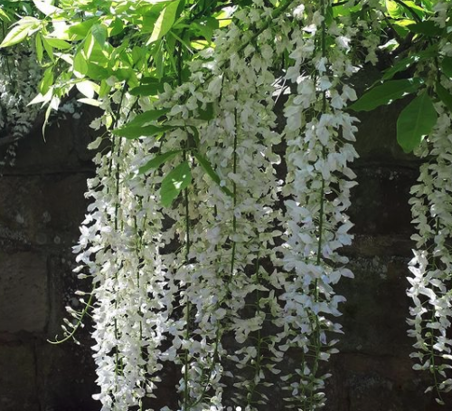 Klantfoto - Wisteria floribunda 'Shiro-noda'