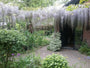 Wisteria sinensis 'Prolific' - Kan twee keer bloeien