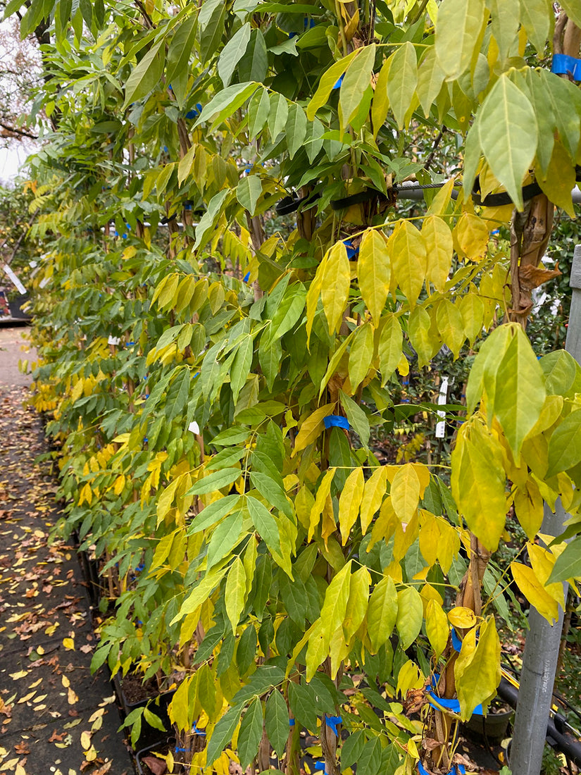 Wisteria (sinensis) 'Prolific' in November