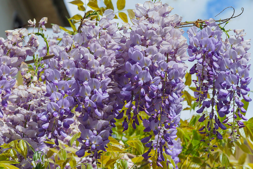 Blauwe regen - Wisteria sinensis 'Prolific' 